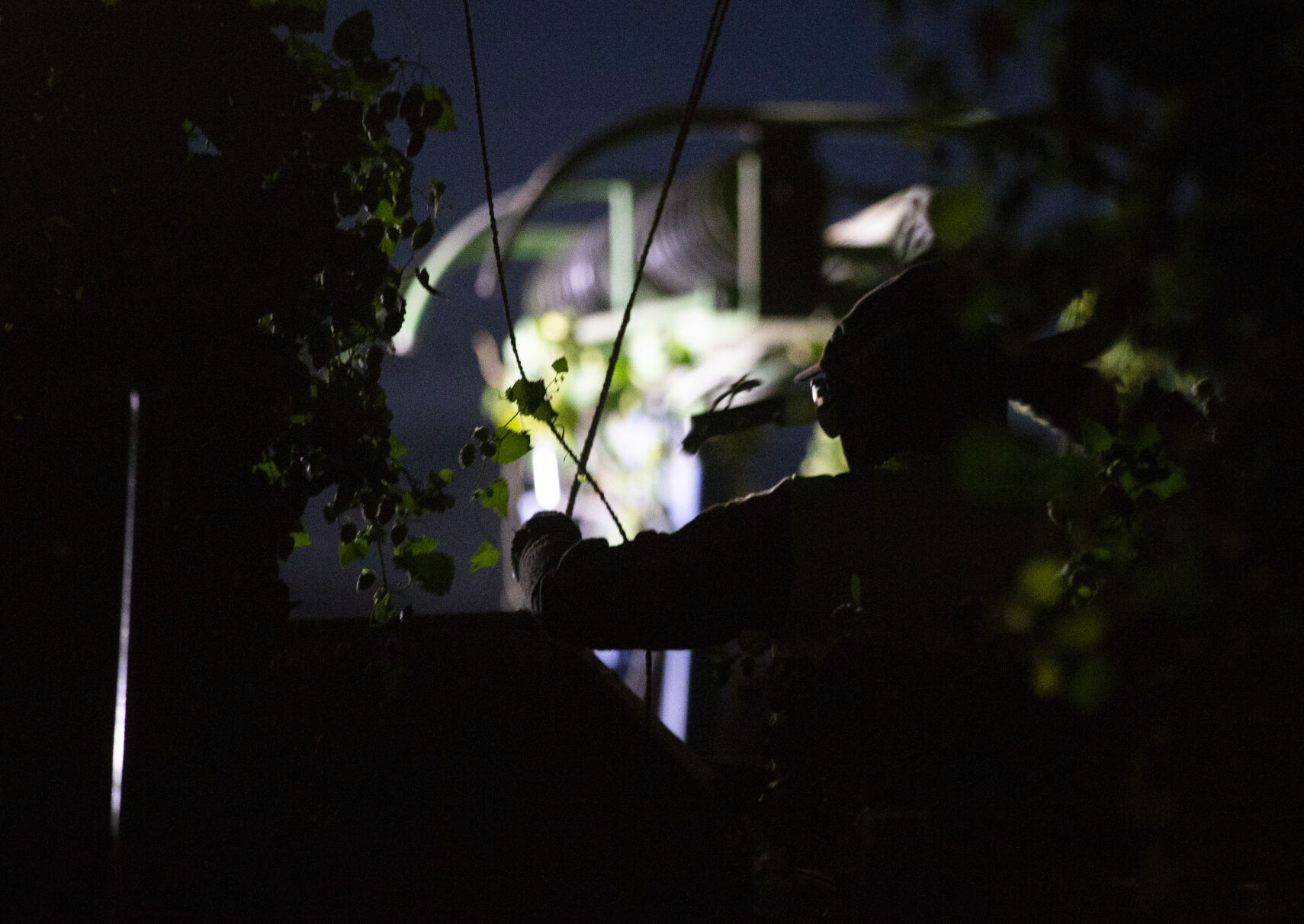 Night Hop Harvest at Morrier Ranch